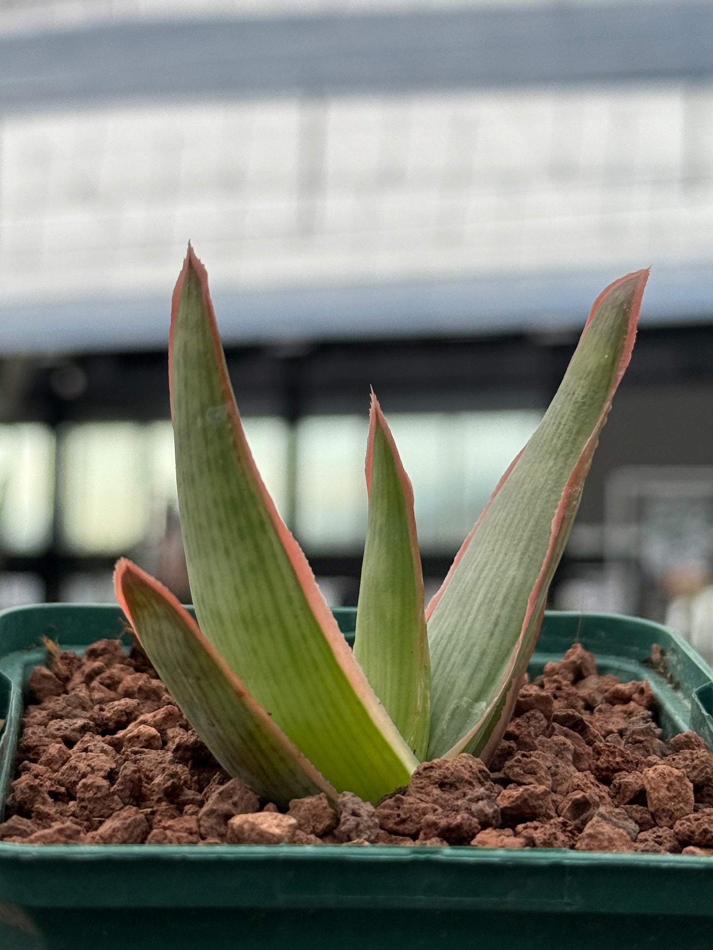 Aloe lineata ‘Coral’