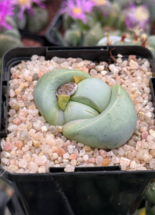 Argyroderma delaetii