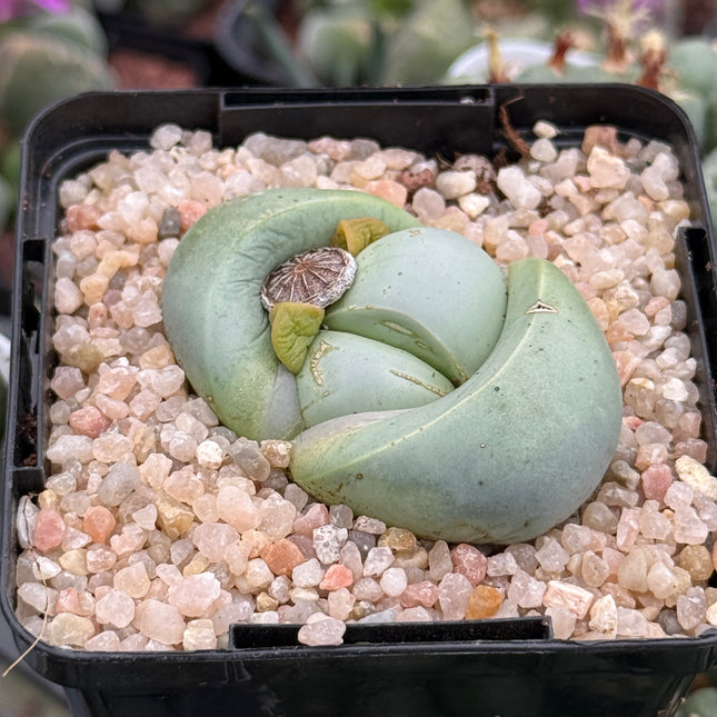 Argyroderma delaetii