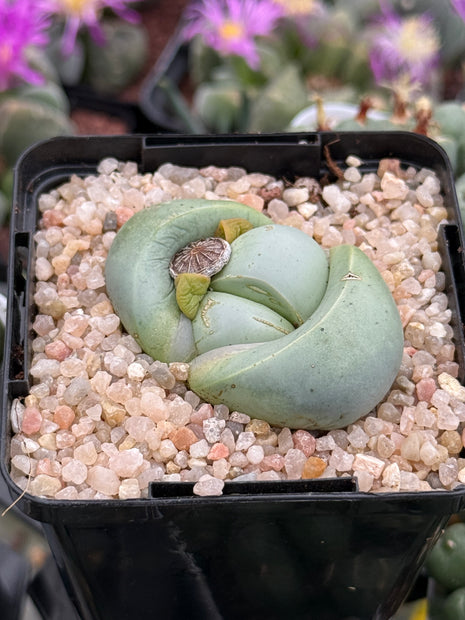 Argyroderma delaetii