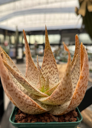 Aloe 'Bronze Lizard'
