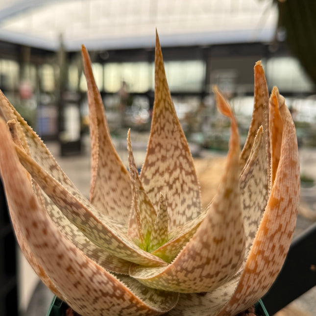 Aloe 'Bronze Lizard'