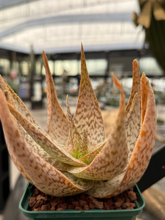 Aloe 'Bronze Lizard'