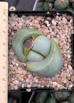 Argyroderma delaetii
