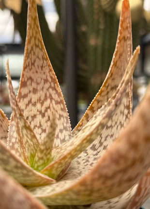 Aloe 'Bronze Lizard'