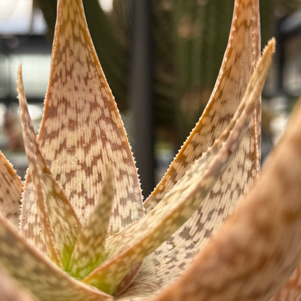 Aloe 'Bronze Lizard'