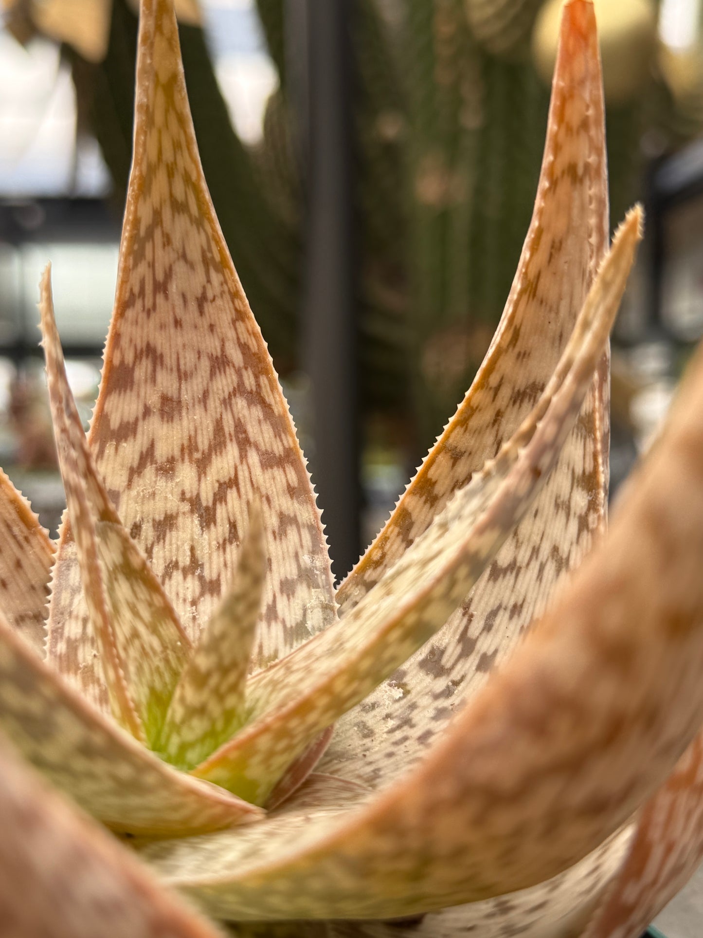 Aloe 'Bronze Lizard'