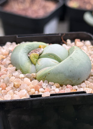Argyroderma delaetii