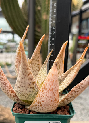 Aloe 'Bronze Lizard'