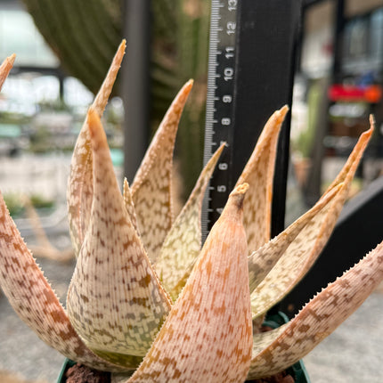 Aloe 'Bronze Lizard'