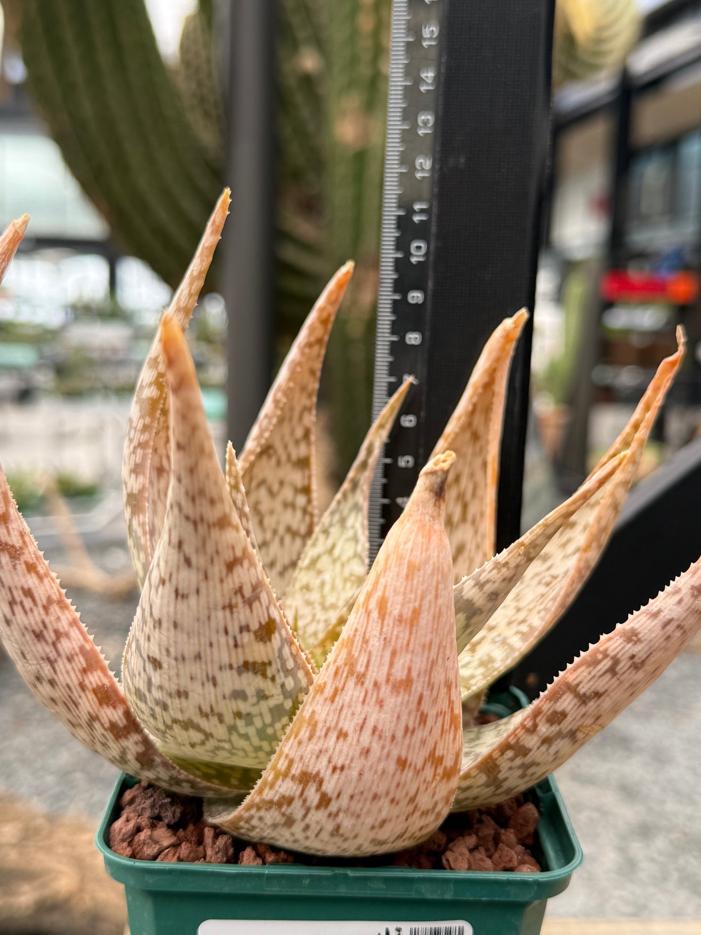 Aloe 'Bronze Lizard'