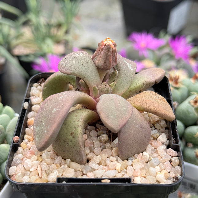 Aloinopsis peersii