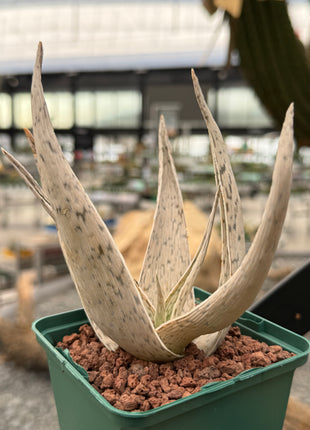 Aloe 'Snow Drift'