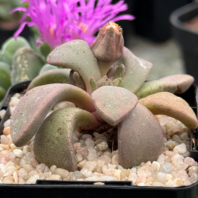 Aloinopsis peersii