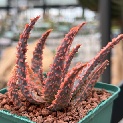 Aloe 'Oik'