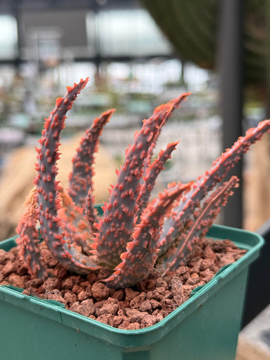 Aloe 'Oik'