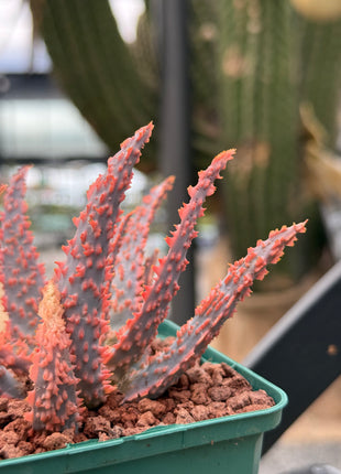Aloe 'Oik'