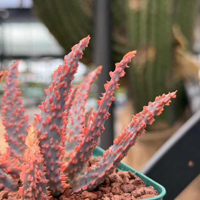 Aloe 'Oik'