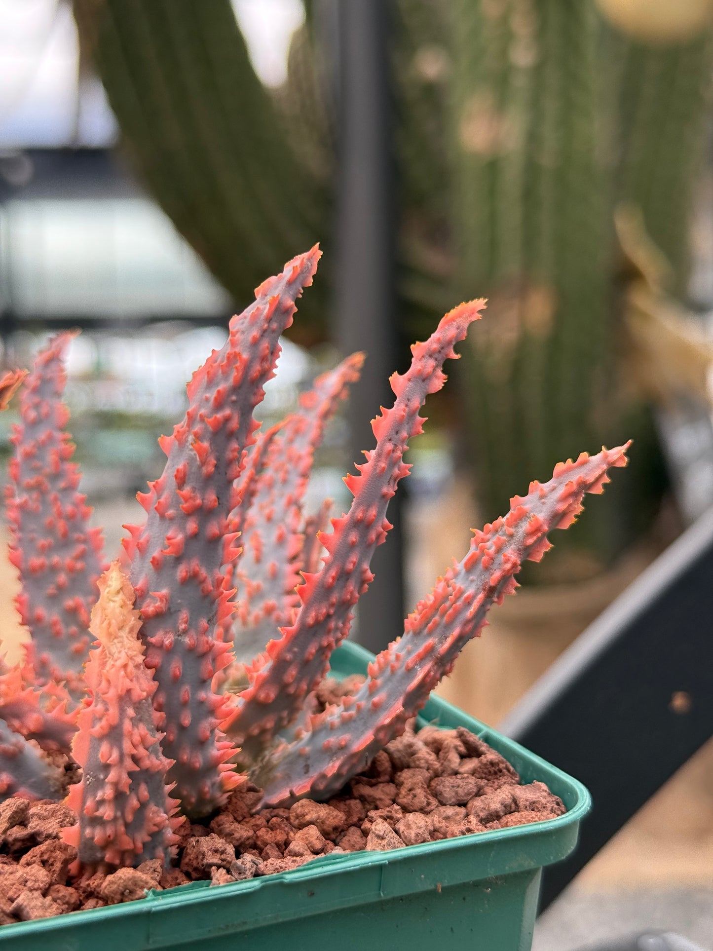 Aloe 'Oik'