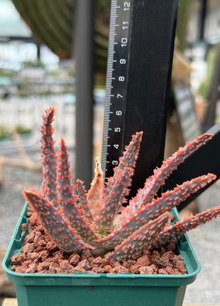 Aloe 'Oik'