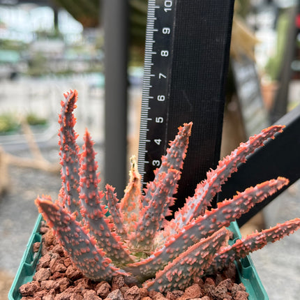 Aloe 'Oik'