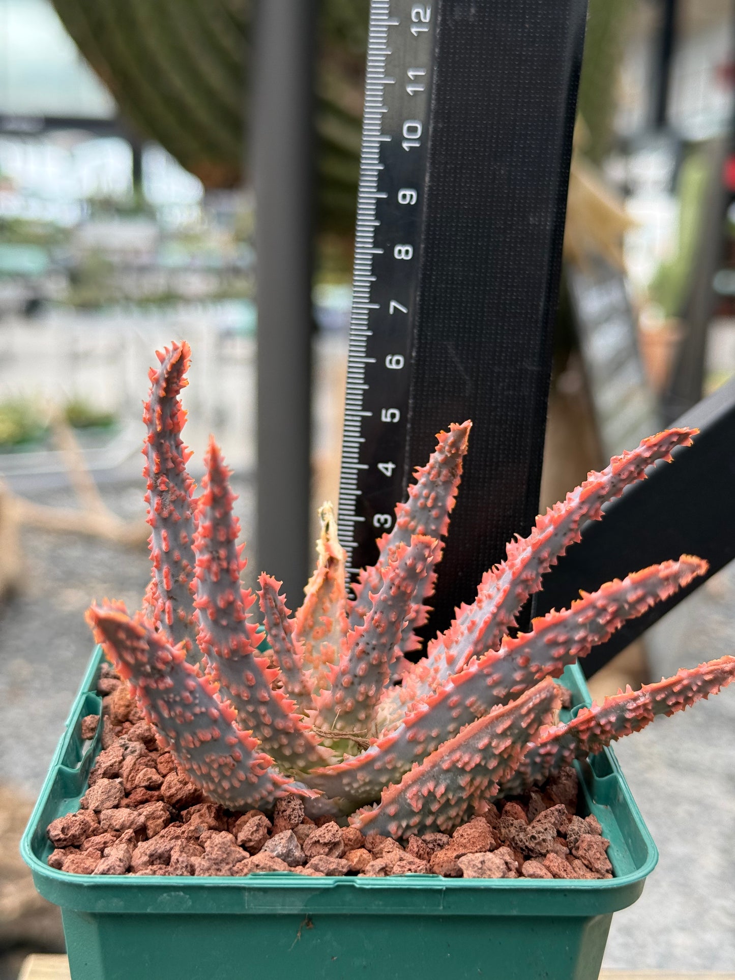 Aloe 'Oik'