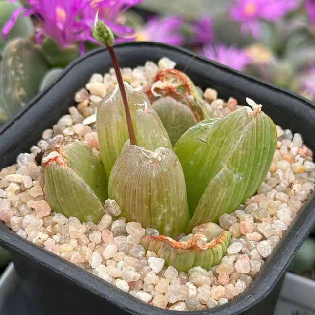 Bulbine mesembryanthemoides