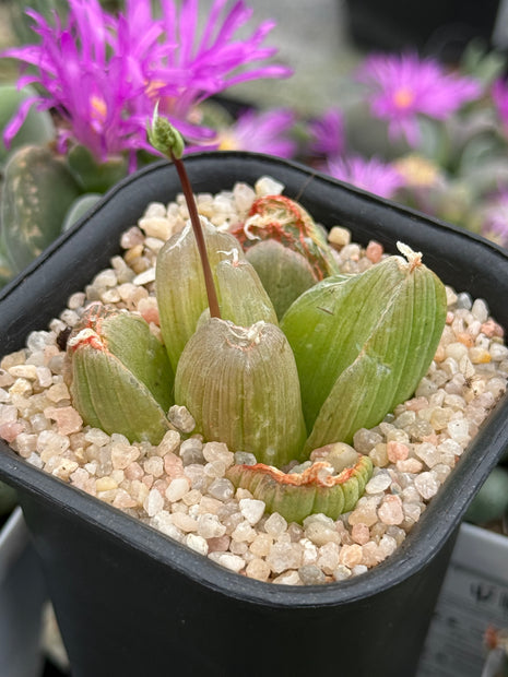 Bulbine mesembryanthemoides