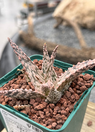 Aloe 'Christmas Carol'