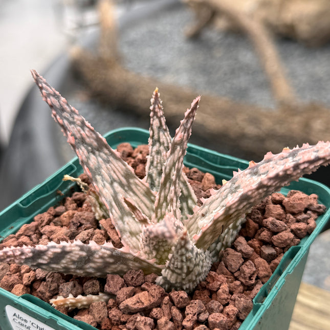 Aloe 'Christmas Carol'