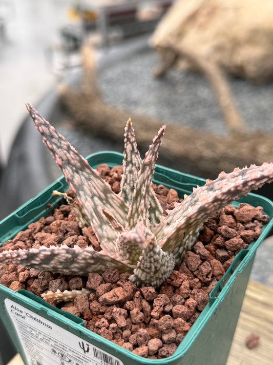 Aloe 'Christmas Carol'