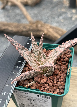Aloe 'Christmas Carol'