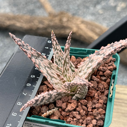 Aloe 'Christmas Carol'