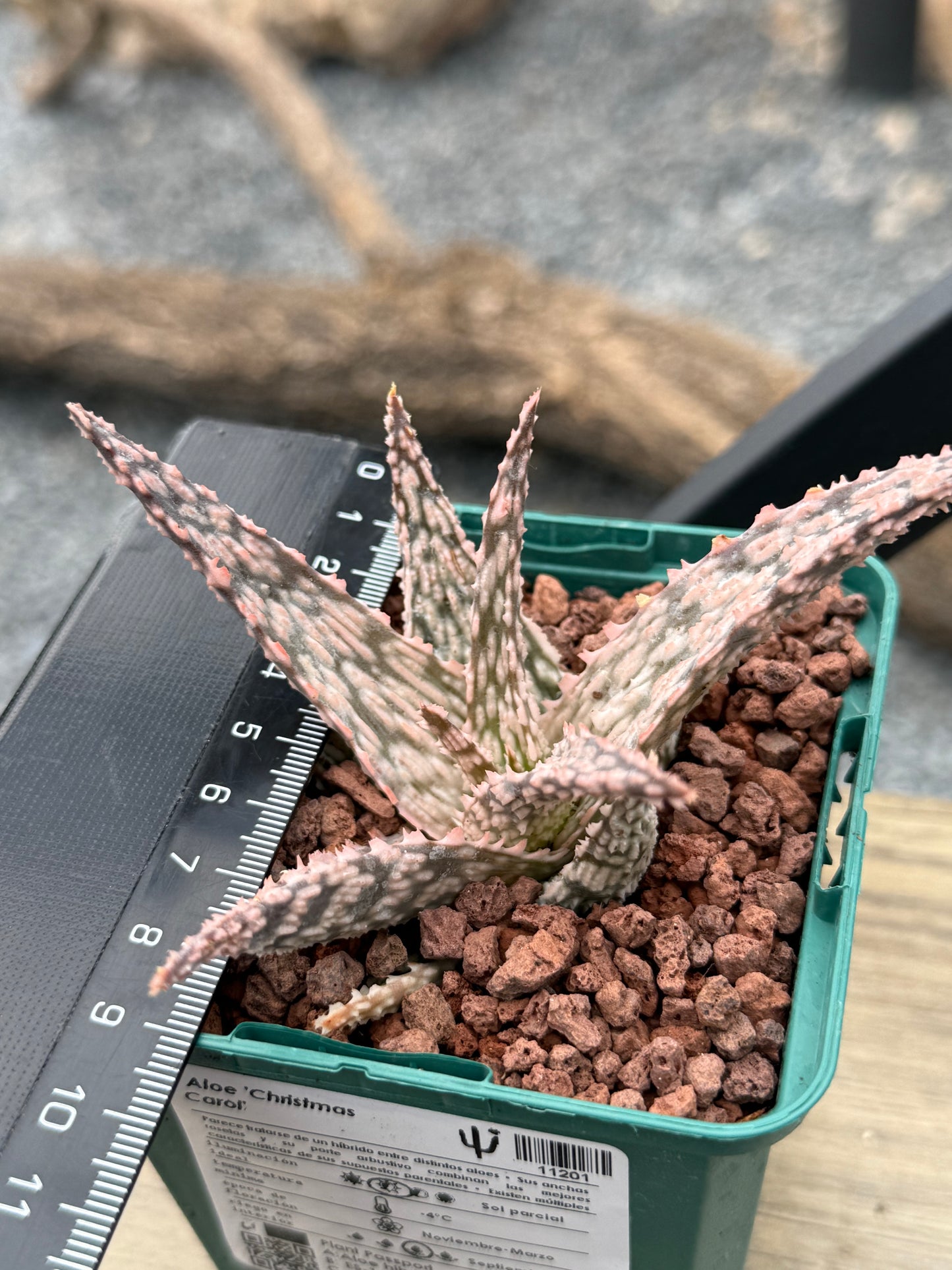 Aloe 'Christmas Carol'