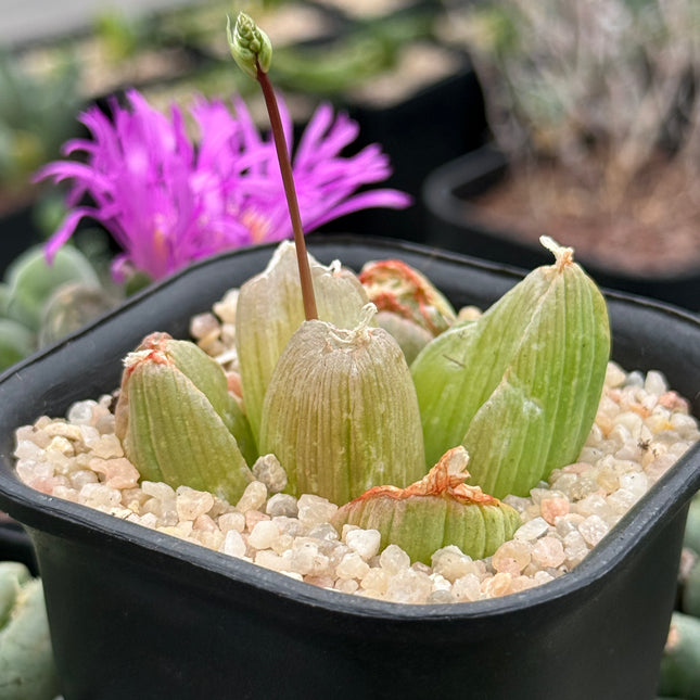 Bulbine mesembryanthemoides