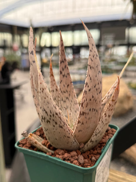 Aloe 'Gedruckt'