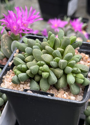 Aloinopsis loganii
