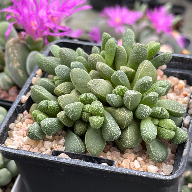 Aloinopsis loganii