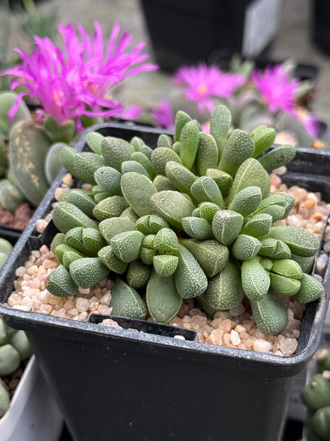 Aloinopsis loganii