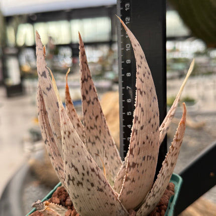 Aloe 'Gedruckt'