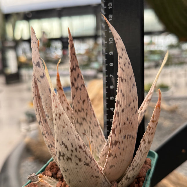 Aloe 'Impresa'