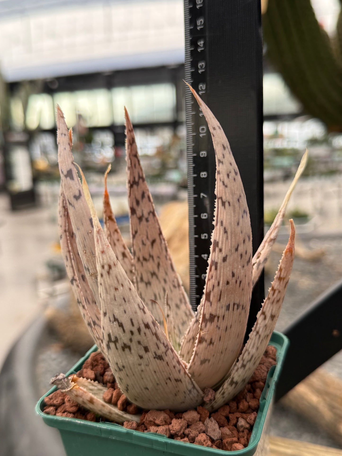 Aloe 'Impresa'