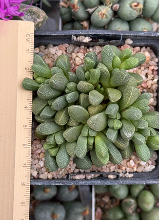 Aloinopsis loganii