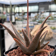 Collection image for: ALOES & CO.