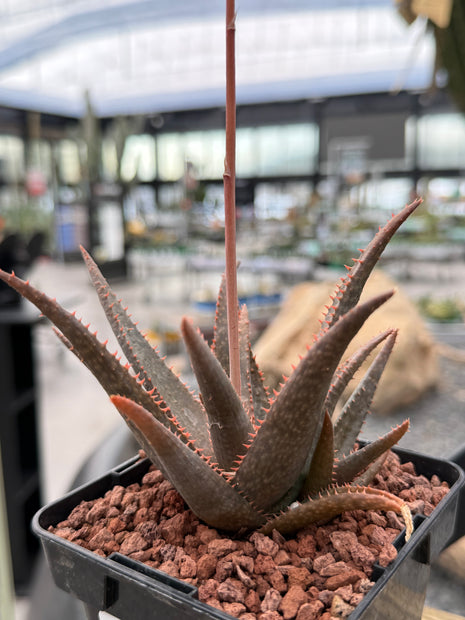 Aloe 'AJR'