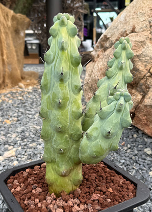 Myrtillocactus geometrizans cv Fukurokuryuzinboku (Teta Cactus)