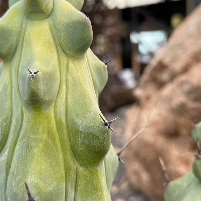 Myrtillocactus geometrizans ‘Fukurokuryuzinboku’ (Cactus Teta)