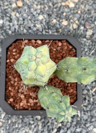 Myrtillocactus geometrizans cv Fukurokuryuzinboku (Teta Cactus)