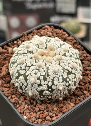 Astrophytum asterias ‘SUPERKABUTO’ CITES