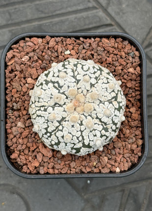 Astrophytum asterias ‘SUPERKABUTO’ CITES